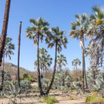 Palms along the Kunene River (image by John McLoughlin)