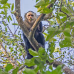 Panamanian White-faced Capuchin (image by Pete Morris)