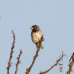 Parrot-billed Seedeater (image by Leo Garrigues)