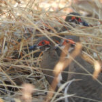 Partridge Pigeons (image by David Kowalick)