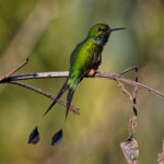 Peruvian Racket-tail (image by Leo Garrigues)