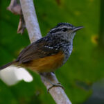 Peruvian Warbling Antbird (image by Leo Garrigues)