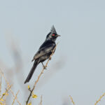 Phainopepla (image by Pete Morris)