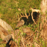 Pheasant Coucal (image by David Kowalick)
