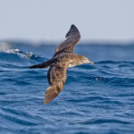 Pink-footed Shearwater (image by Pete Morris)