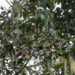 Pink-headed Fruit Dove (image by Dáni Balla)