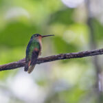 Pirre Hummingbird (image by Pete Morris)