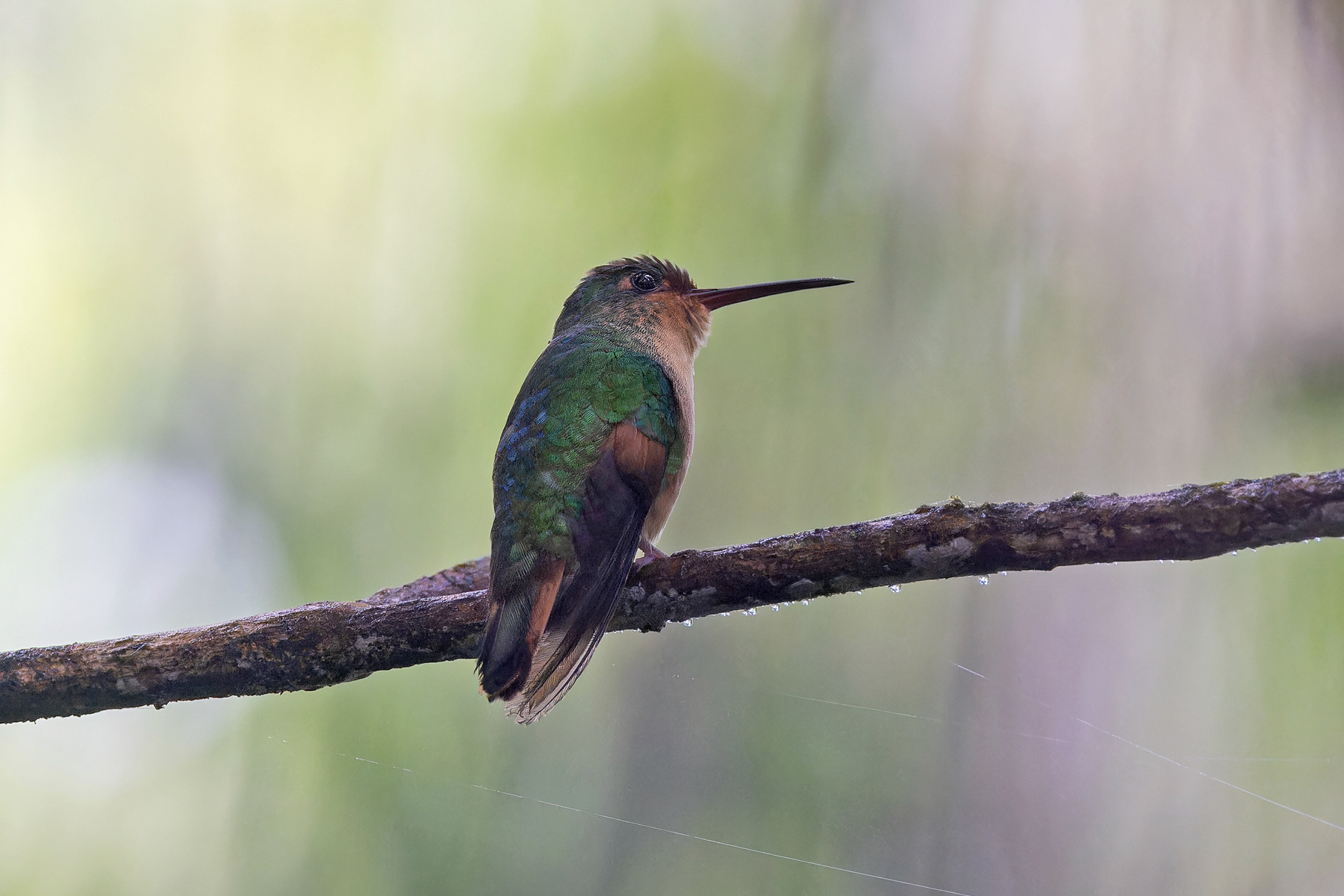 Pirre Hummingbird (image by Pete Morris)