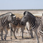 Plains Zebra (image by John McLoughlin)