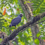 Plumbeous Hawk (image by Pete Morris)