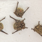Proboscis Bats (image by Pete Morris)