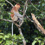 Proboscis Monkey (image by Dáni Balla)