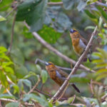 Prong-billed Barbets (image by Pete Morris)