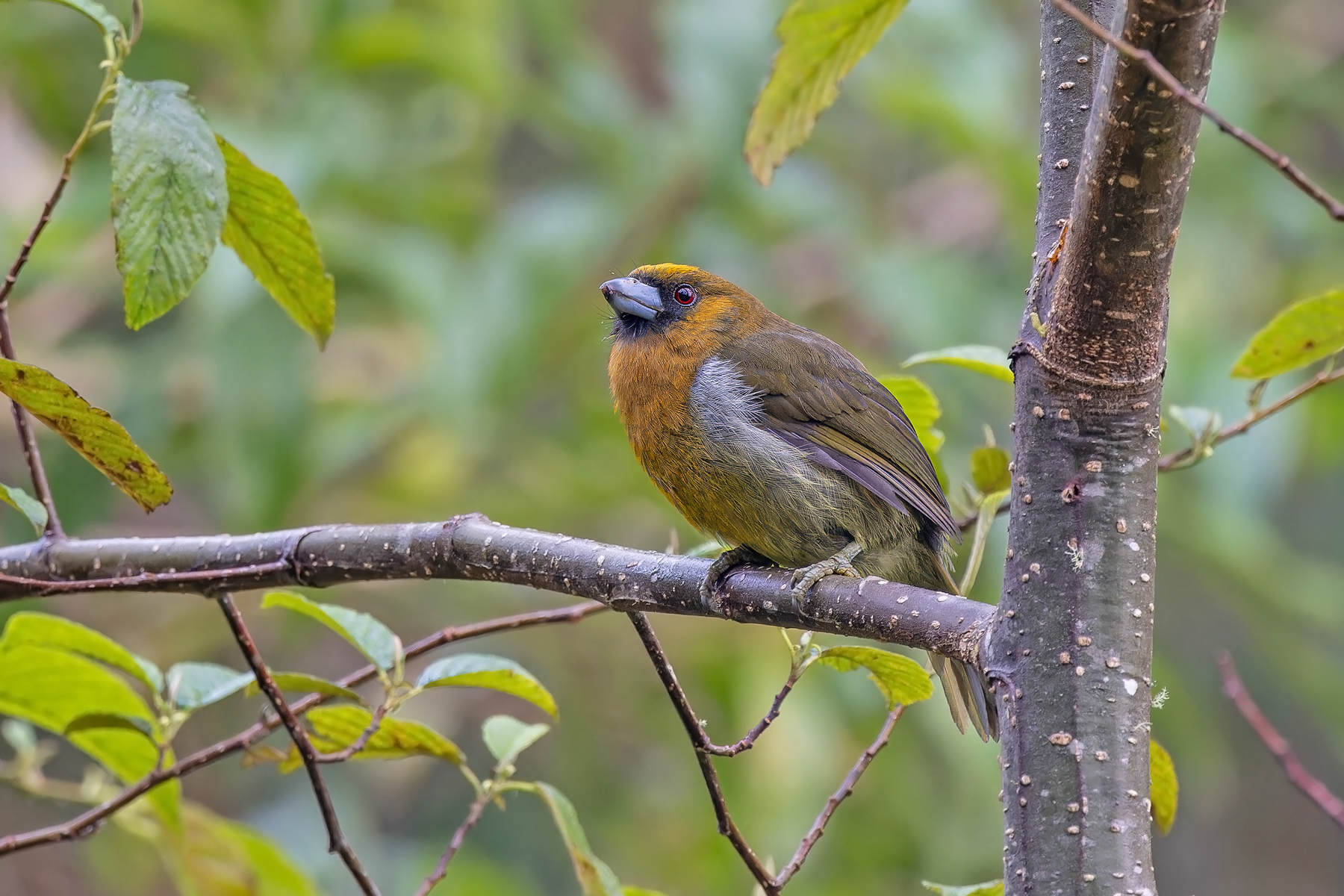 Prong-billed Barbet (image by Pete Morris)