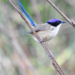Purple-crowned Fairywren (image by David Kowalick)