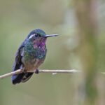Purple-throated (Azuero) Mountaingem (image by Pete Morris)