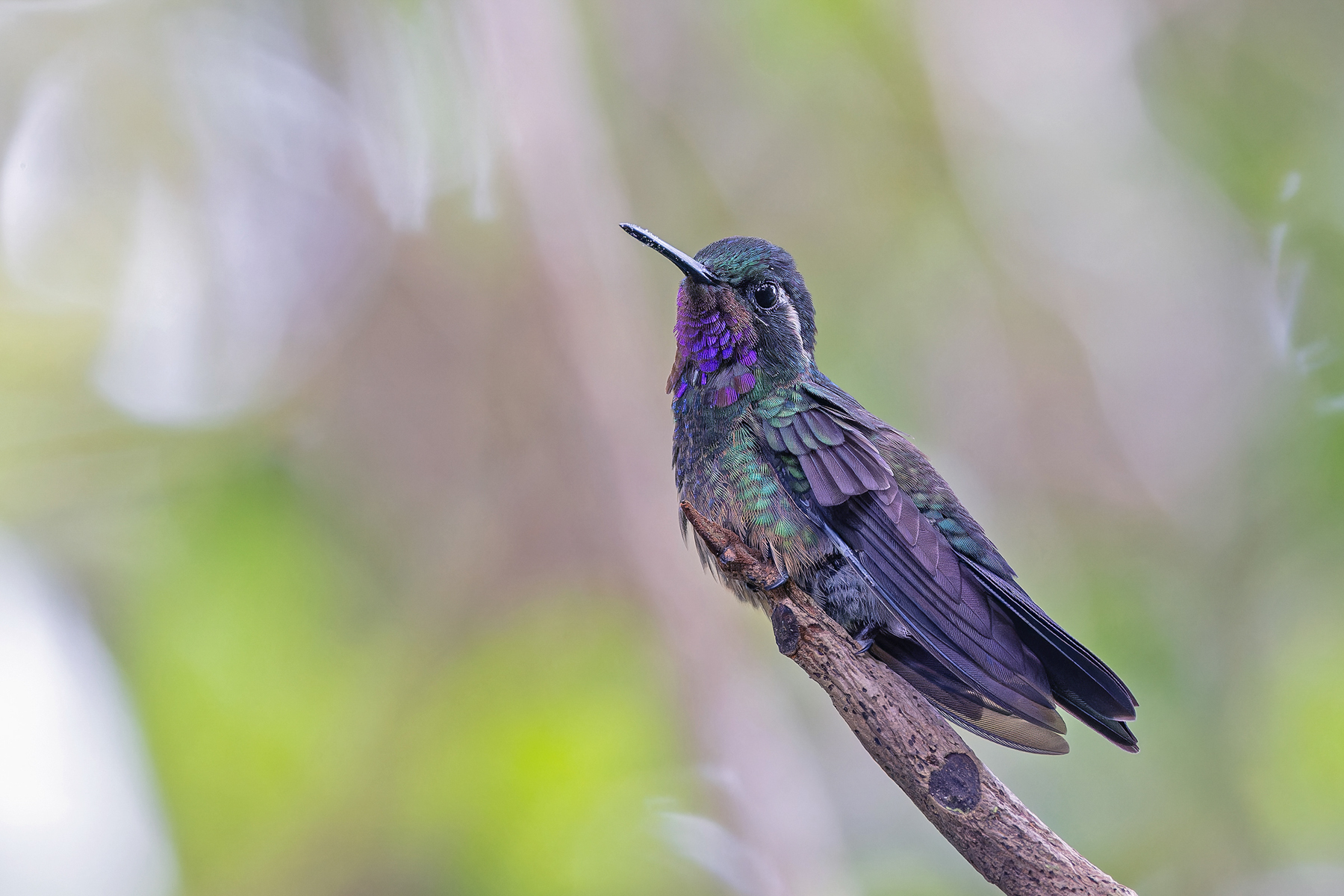 Purple-throated (Azuero) Mountaingem (image by Pete Morris)