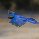 Purplish-backed Jay (image by Pete Morris)