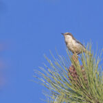 Pygmy Nuthatch (image by Pete Morris)