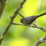 Pygmy Tit (image by Dáni Balla)