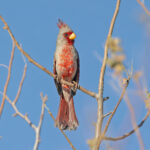 Pyrrhuloxia (image by Pete Morris)