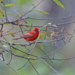 Red Warbler (image by Pete Morris)