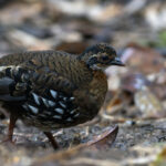 Red-breasted Partridge (image by Dáni Balla)