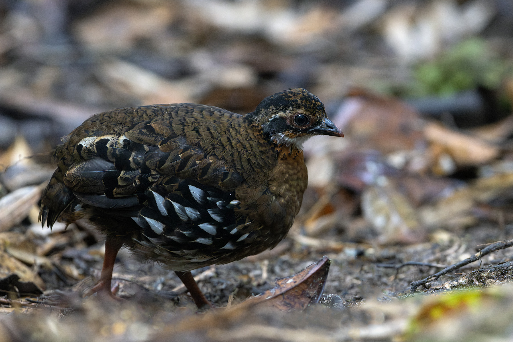 Red-breasted Partridge (image by Dáni Balla)