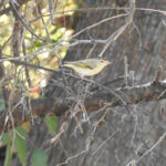 Red-browed Pardelote (image by David Kowalick)