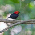 Red-capped Manakin (image by Pete Morris)