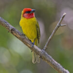 Red-headed Tanager (image by Pete Morris)