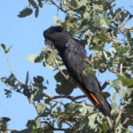 Red-tailed Black Cockatoo (image by David Kowalick)