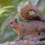 Red-tailed Squirrel (image by Pete Morris)