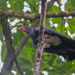 Red-throated Caracara (image by Pete Morris)
