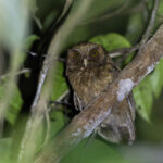 Reddish Scops Owl (image by Dáni Balla)