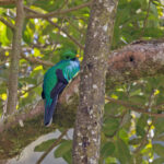 Resplendent Quetzal (image by Pete Morris)