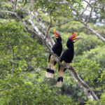 Rhinoceros Hornbill (image by Dáni Balla)