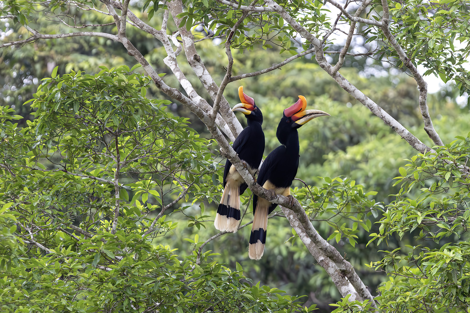 Rhinoceros Hornbill (image by Dáni Balla)
