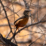 Rockrunner at Avis Dam (image by John McLoughlin)