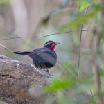 Rosy Thrush-Tanager (image by Pete Morris)