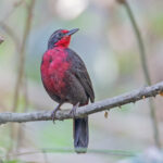 Rosy Thrush-tanager (image by Pete Morris)