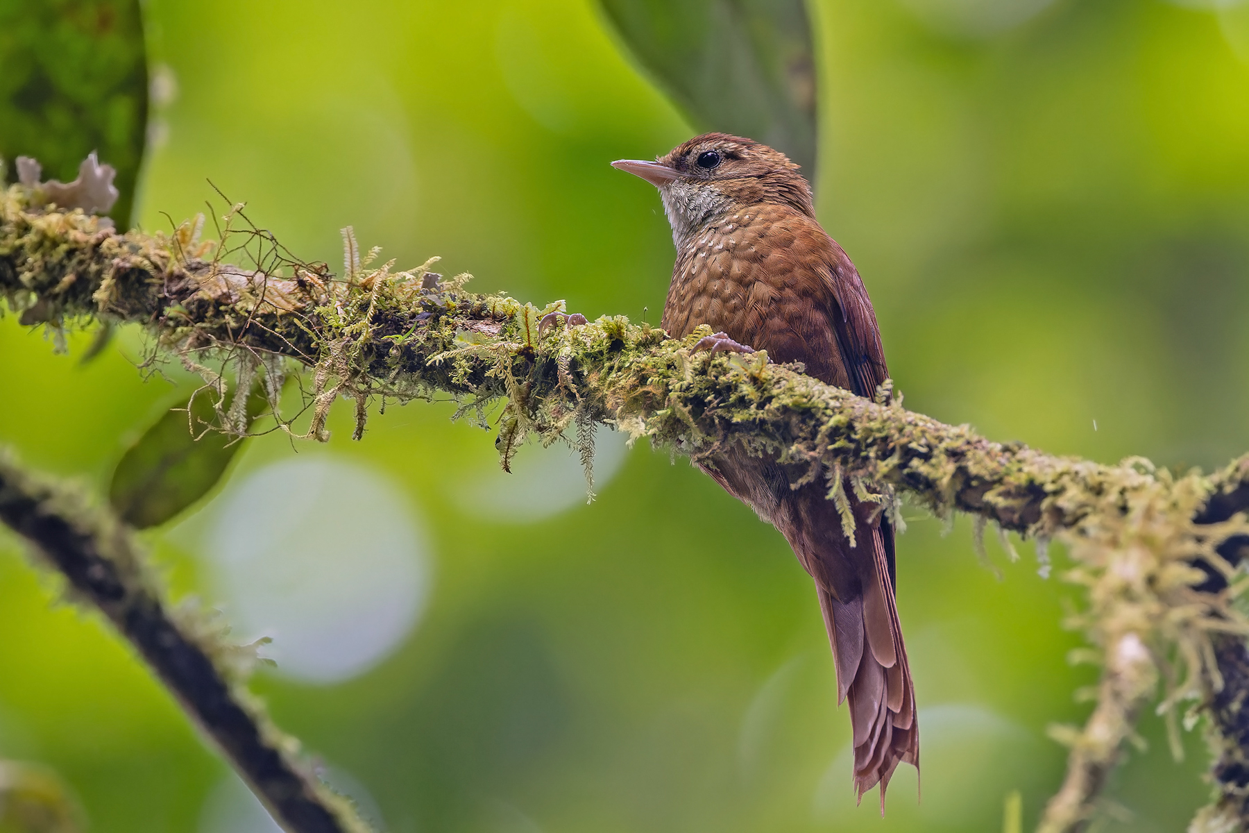 Ruddy Treerunner (image by Pete Morris)