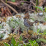 Ruddy-capped Nightingale-Thrush (image by Pete Morris)