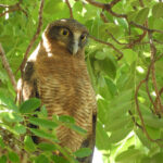 Rufous Owl (image by David Kowalick)