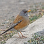 Rufous-backed Thrush (image by Pete Morris)