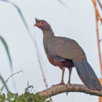 Rufous-bellied Chachalaca (image by Pete Morris)