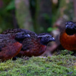 Rufous-breasted Wood Quails (image by Leo Garrigues)