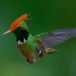 Rufous-crested Coquette (image by Leo Garrigues)