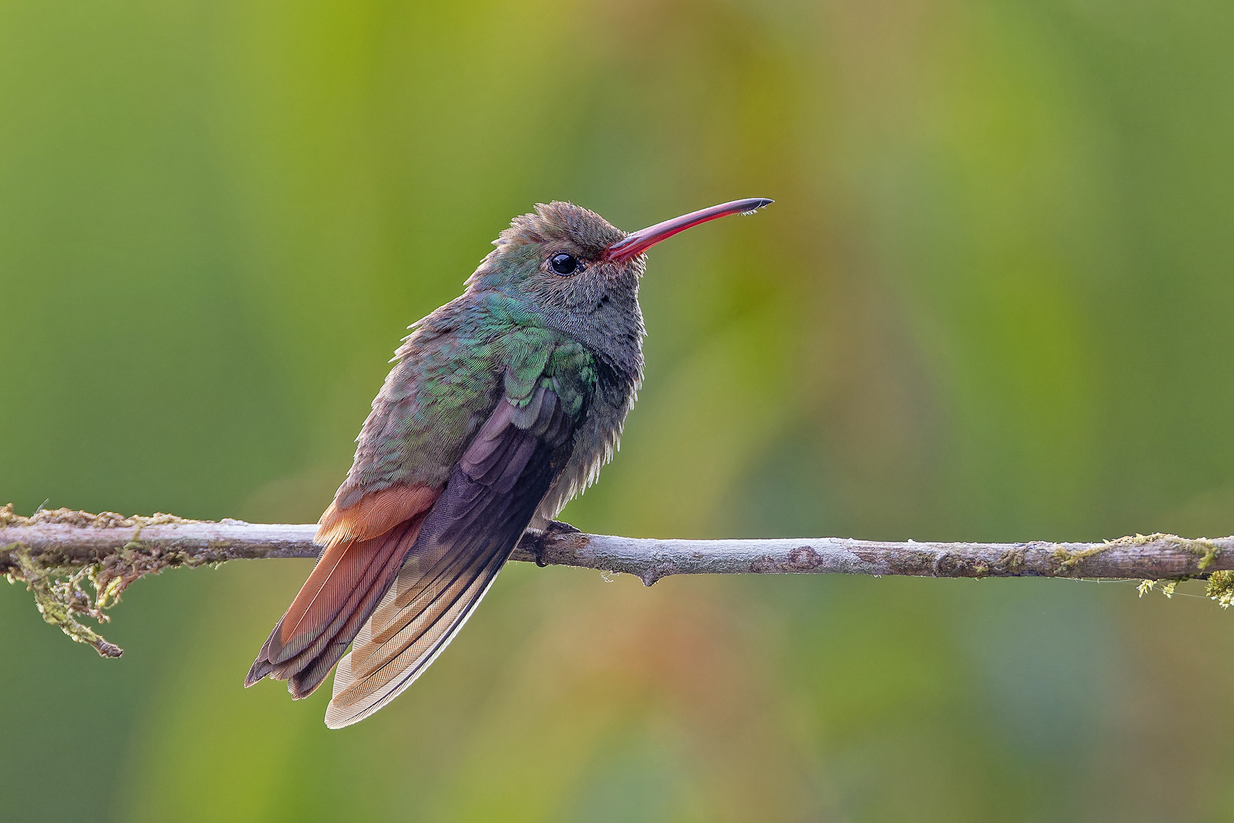 Panama Birding Tours - Darien Bird-watching - Birdquest