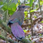 Rufous-vented Ground Cuckoo (image by Pete Morris)